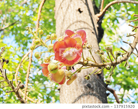 Blooming Sal tree flower in natural greenery, symbolic Buddhist flower in serene environment. 137915920