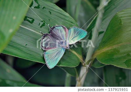 一隻雄性 *Lycaena jozanensis* 蝴蝶正在展現領地行為(北海道鶴井村) 一隻雄性 *Lycaena jozanensis* 蝴蝶正在展現領地行為(北海道鶴井村) 137915931