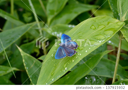 A male *Lycaena jozanensis* butterfly exhibiting territorial behavior (Tsurui Village, Hokkaido) A male *Lycaena jozanensis* butterfly exhibiting territorial behavior (Tsurui Village, Hokkaido) 137915932