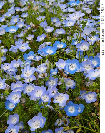 blue flower blue flower 137915939