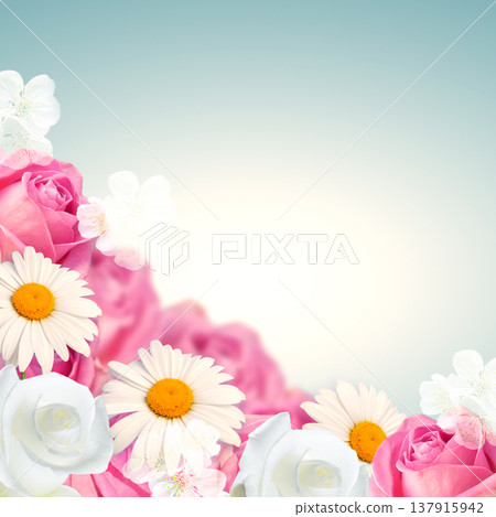 Pink and white roses with daisy Pink and white roses with daisy 137915942