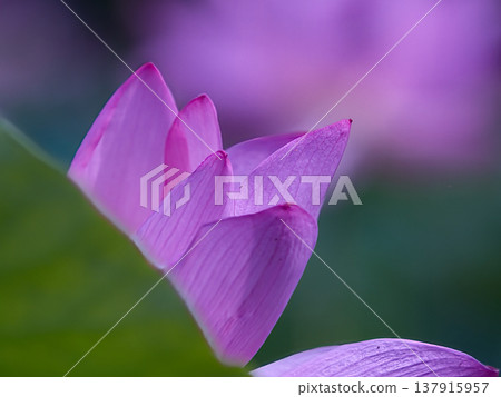 風景與蓮花 風景與蓮花 137915957