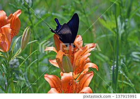 A swallowtail butterfly feeding on nectar from a Lilium maculatum flower (Tsurui Village, Hokkaido) A swallowtail butterfly feeding on nectar from a Lilium maculatum flower (Tsurui Village, Hokkaido) 137915991