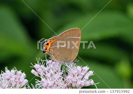A black-tailed blue butterfly feeding on nectar from a four-leaved eupatorium (Sounkyo, Hokkaido) 137915992