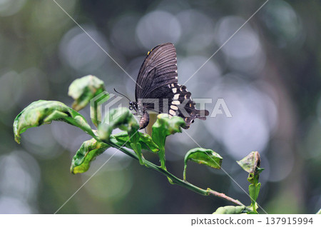 一隻鳳蝶(Papilio polytes)正在柑橘類水果上產卵(沖繩縣石垣島) 一隻鳳蝶(Papilio polytes)正在柑橘類水果上產卵(沖繩縣石垣島) 137915994
