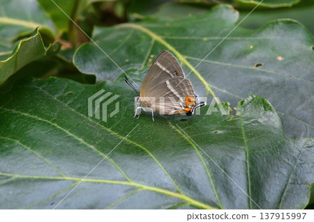 一隻翅膀閉合的雌性林氏綠灰蝶（北海道鹿尾町） 137915997