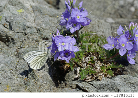 A white butterfly (Pieris rapae) feeding on nectar from a stag beetle (Dorcus titanus) (Shiretoko, Hokkaido) 137916135