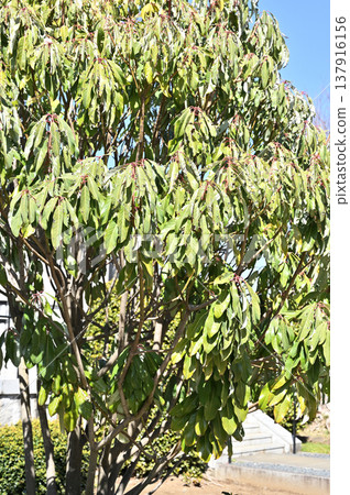 A walk around Iwatsuki: Jōanji Temple (Jōdo sect) - Japanese laurel tree in the temple grounds A walk around Iwatsuki: Jōanji Temple (Jōdo sect) - Japanese laurel tree in the temple grounds 137916156
