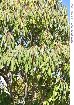 A walk around Iwatsuki: Jōanji Temple (Jōdo sect) - Japanese laurel tree in the temple grounds A walk around Iwatsuki: Jōanji Temple (Jōdo sect) - Japanese laurel tree in the temple grounds 137916157