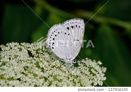 A Japanese blue butterfly (Lycaena phlaeas) feeding on nectar (Tsurui Village, Hokkaido) 137916195