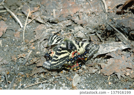 A male Parnassius stubbendorfii butterfly interrupts a mating pair (Shiretoko, Hokkaido). A male Parnassius stubbendorfii butterfly interrupts a mating pair (Shiretoko, Hokkaido). 137916199