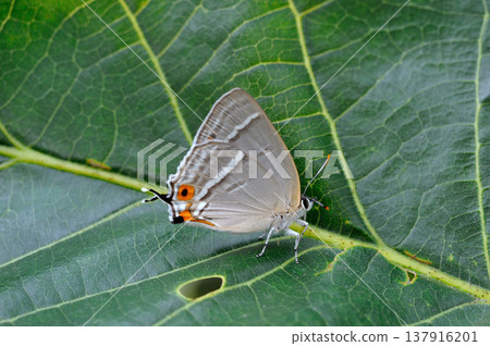 一隻雌性寬頻綠灰蝶，翅膀閉合（岡山縣新見市） 137916201