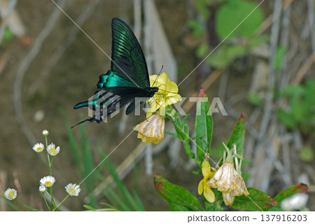 A male Papilio maackii butterfly feeding on nectar from an evening primrose (Tsurui Village, Hokkaido). A male Papilio maackii butterfly feeding on nectar from an evening primrose (Tsurui Village, Hokkaido). 137916203