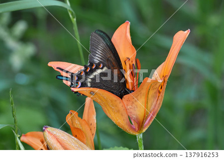 A Papilio maackii butterfly feeding on nectar from a Lilium maculatum flower (Tsurui Village, Hokkaido) A Papilio maackii butterfly feeding on nectar from a Lilium maculatum flower (Tsurui Village, Hokkaido) 137916253