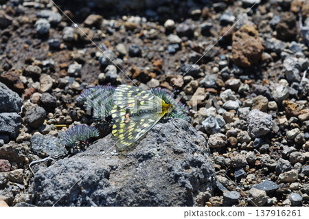 A female Parnassius glacialis butterfly perched on a rock (Daisetsuzan, Hokkaido) A female Parnassius glacialis butterfly perched on a rock (Daisetsuzan, Hokkaido) 137916261