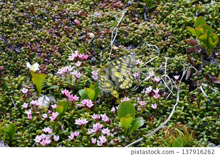 一隻雄性 Parnassius Stubbendorii 蝴蝶正在以 Diapensia crenata 花的花蜜為食(北海道大雪山) 一隻雄性 Parnassius Stubbendorii 蝴蝶正在以 Diapensia crenata 花的花蜜為食(北海道大雪山) 137916262