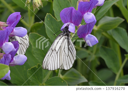 A white butterfly (Pieris japonica) feeding on nectar from a beach pea (Koshimizu Town, Hokkaido) 137916270