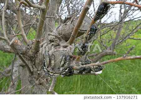 Black-veined white butterfly pupa (Koshimizu Town, Hokkaido) Black-veined white butterfly pupa (Koshimizu Town, Hokkaido) 137916271