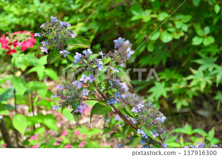 Nishinokawara Park, summer scenery (Kusatsu Town, Agatsuma District, Gunma Prefecture) Nishinokawara Park, summer scenery (Kusatsu Town, Agatsuma District, Gunma Prefecture) 137916300