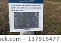 Hiroshima Castle: Information board showing the stone walls with engraved markings. 137916477