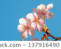 Kawazu cherry blossoms in Toyama village, shining brightly against the blue sky. 137916490