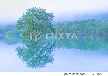 五月清晨,山形縣白川湖的淹沒森林 五月清晨,山形縣白川湖的淹沒森林 137916510
