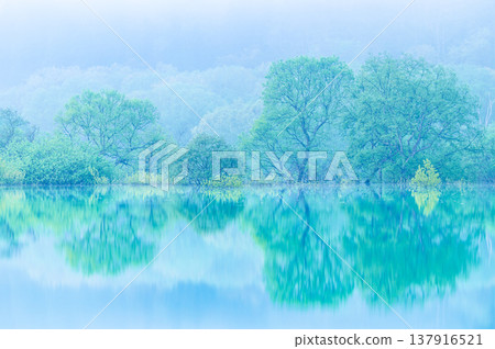 五月清晨，山形縣白川湖的淹沒森林 137916521