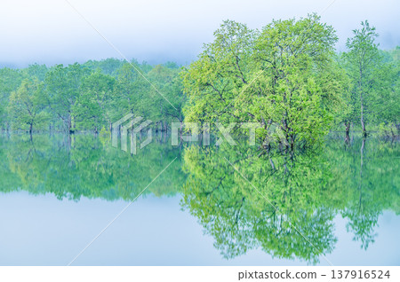五月清晨，山形縣白川湖的淹沒森林 137916524