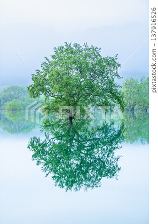 五月清晨，山形縣白川湖的淹沒森林 137916526