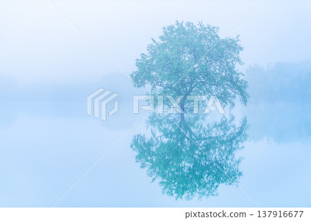 五月清晨，山形縣白川湖的淹沒森林 137916677