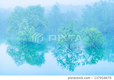 五月清晨，山形縣白川湖的淹沒森林 137916678