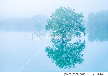 Submerged forest at Shirakawa Lake, Yamagata Prefecture, early morning in May 137916679