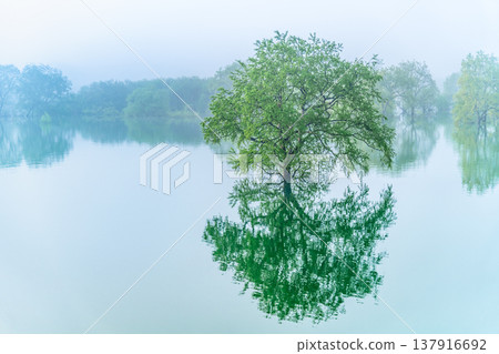 五月清晨,山形縣白川湖的淹沒森林 五月清晨,山形縣白川湖的淹沒森林 137916692
