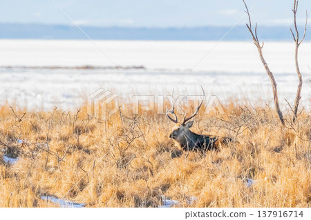Male Ezoshika Male Ezoshika 137916714