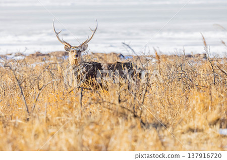 Male Ezoshika 137916720