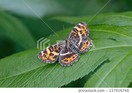 Spring form female of the Common Map butterfly (Shikaoi Town, Hokkaido) Spring form female of the Common Map butterfly (Shikaoi Town, Hokkaido) 137916748