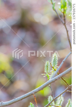 Willow sprout Willow sprout 137916771