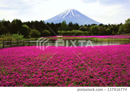 來自富士芝櫻節 來自富士芝櫻節 137916774