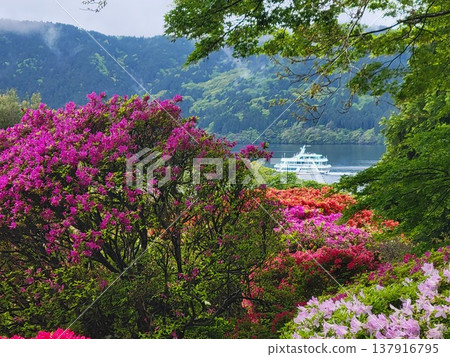 箱根的杜鵑花 箱根的杜鵑花 137916795