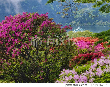 箱根的杜鵑花 箱根的杜鵑花 137916796