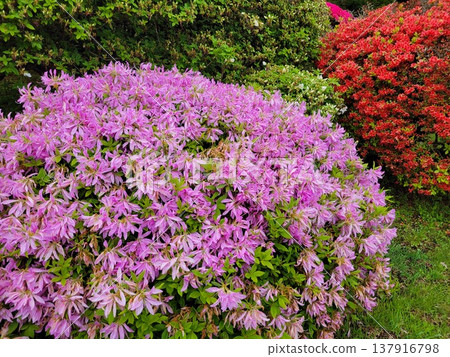 箱根的杜鵑花 箱根的杜鵑花 137916798
