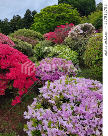 箱根的杜鵑花 箱根的杜鵑花 137916799