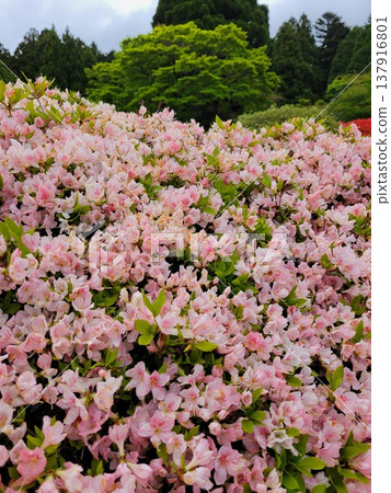 箱根的杜鵑花 箱根的杜鵑花 137916801