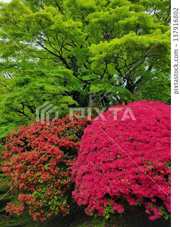 箱根的杜鵑花 箱根的杜鵑花 137916802