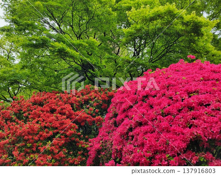 箱根的杜鵑花 箱根的杜鵑花 137916803