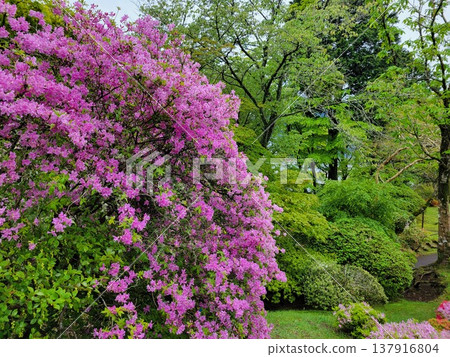 箱根的杜鵑花 箱根的杜鵑花 137916804