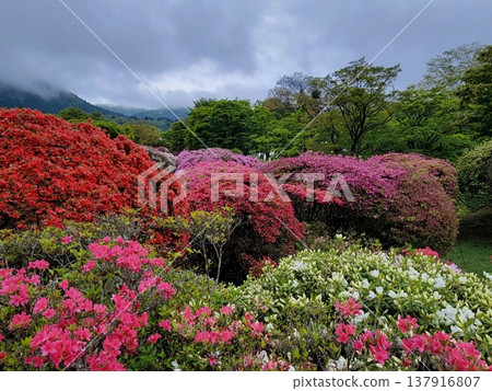Azalea of Hakone 137916807