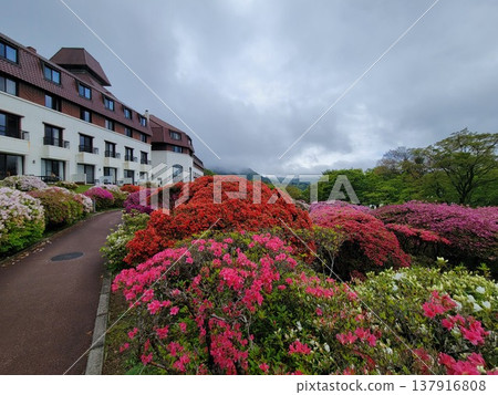 Azalea of Hakone Azalea of Hakone 137916808