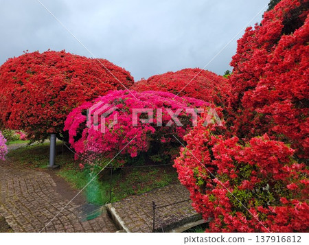 Azalea of Hakone Azalea of Hakone 137916812