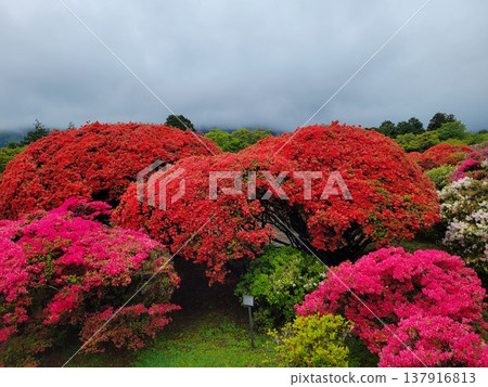 Azalea of Hakone 137916813